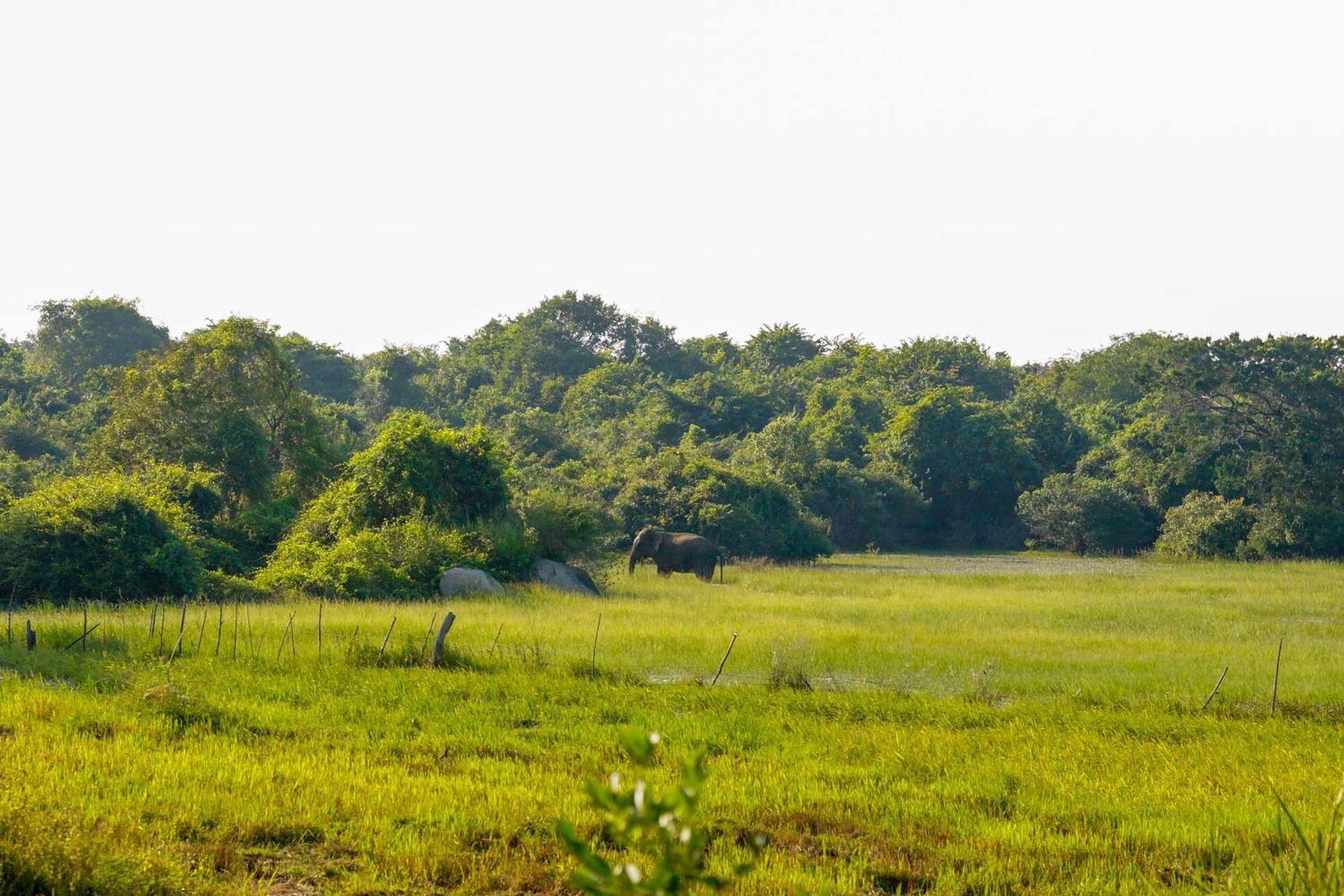 Senu Homestay Szigirija Kültér fotó